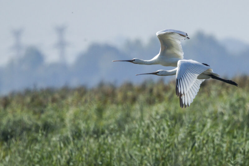 Spatules blanches en Grande Brière